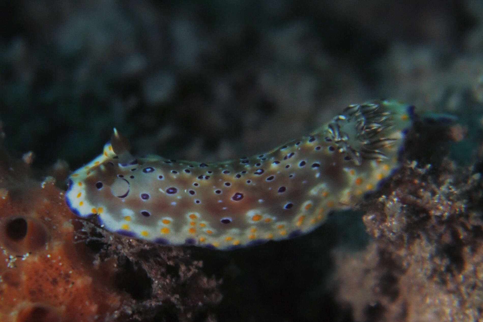 Image de Goniobranchus tennentanus (Kelaart 1859)