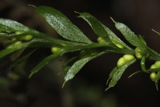 Image de Tmesipteris horomaka Perrie, Brownsey & Lovis