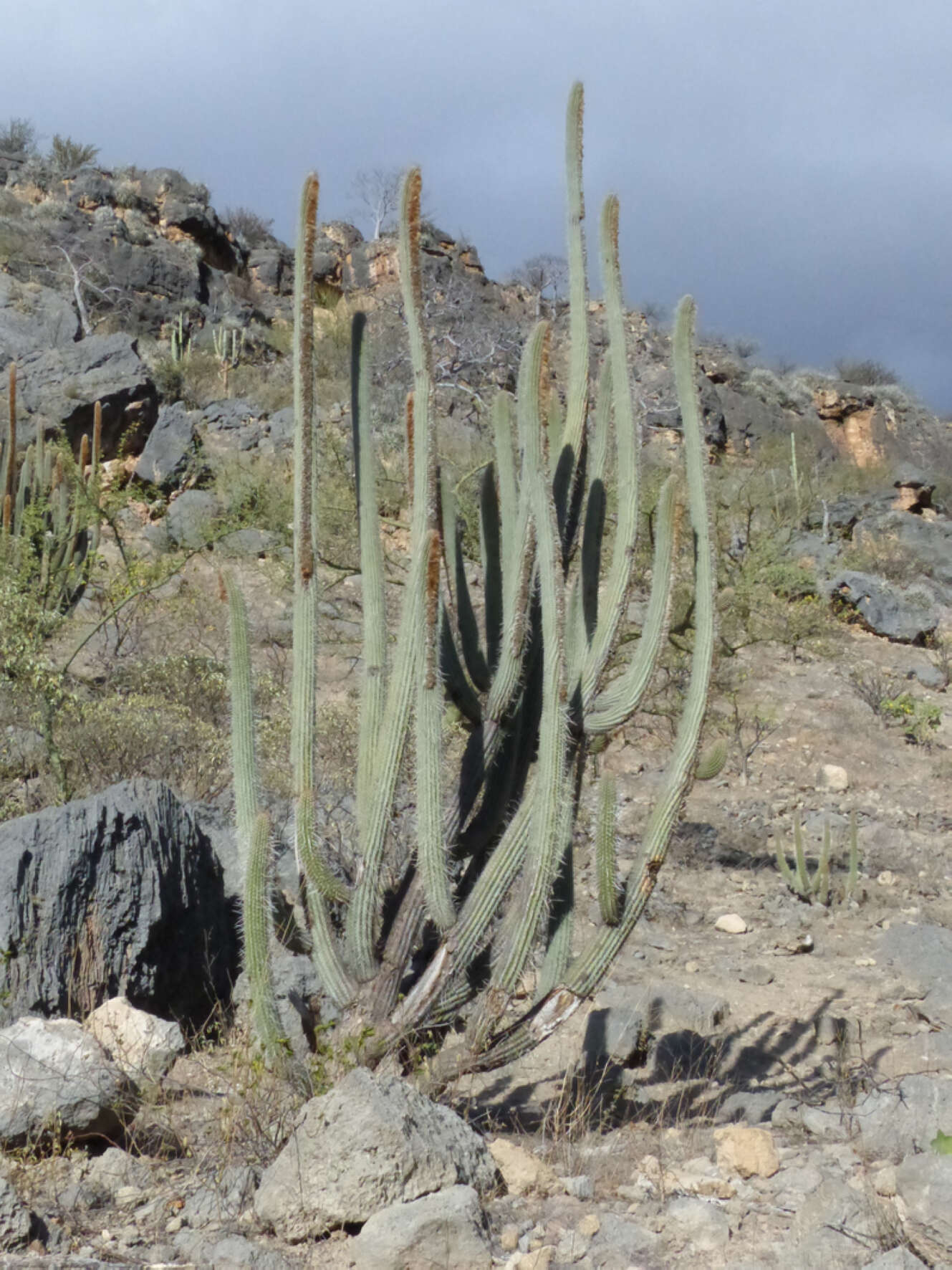 Image de Espostoa mirabilis F. Ritter