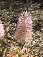 Image of Ptilotus exaltatus Nees