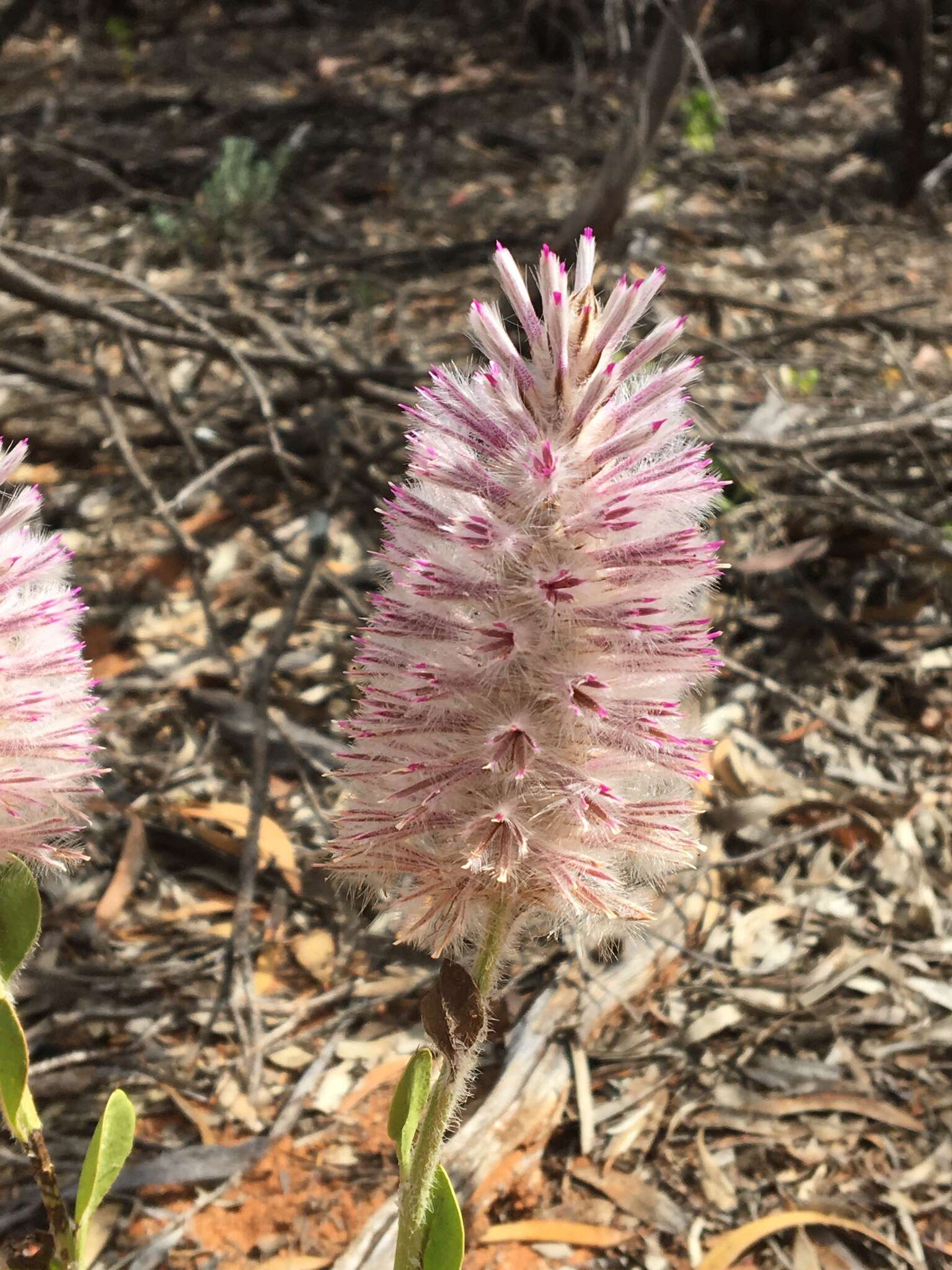 Image of Ptilotus exaltatus Nees