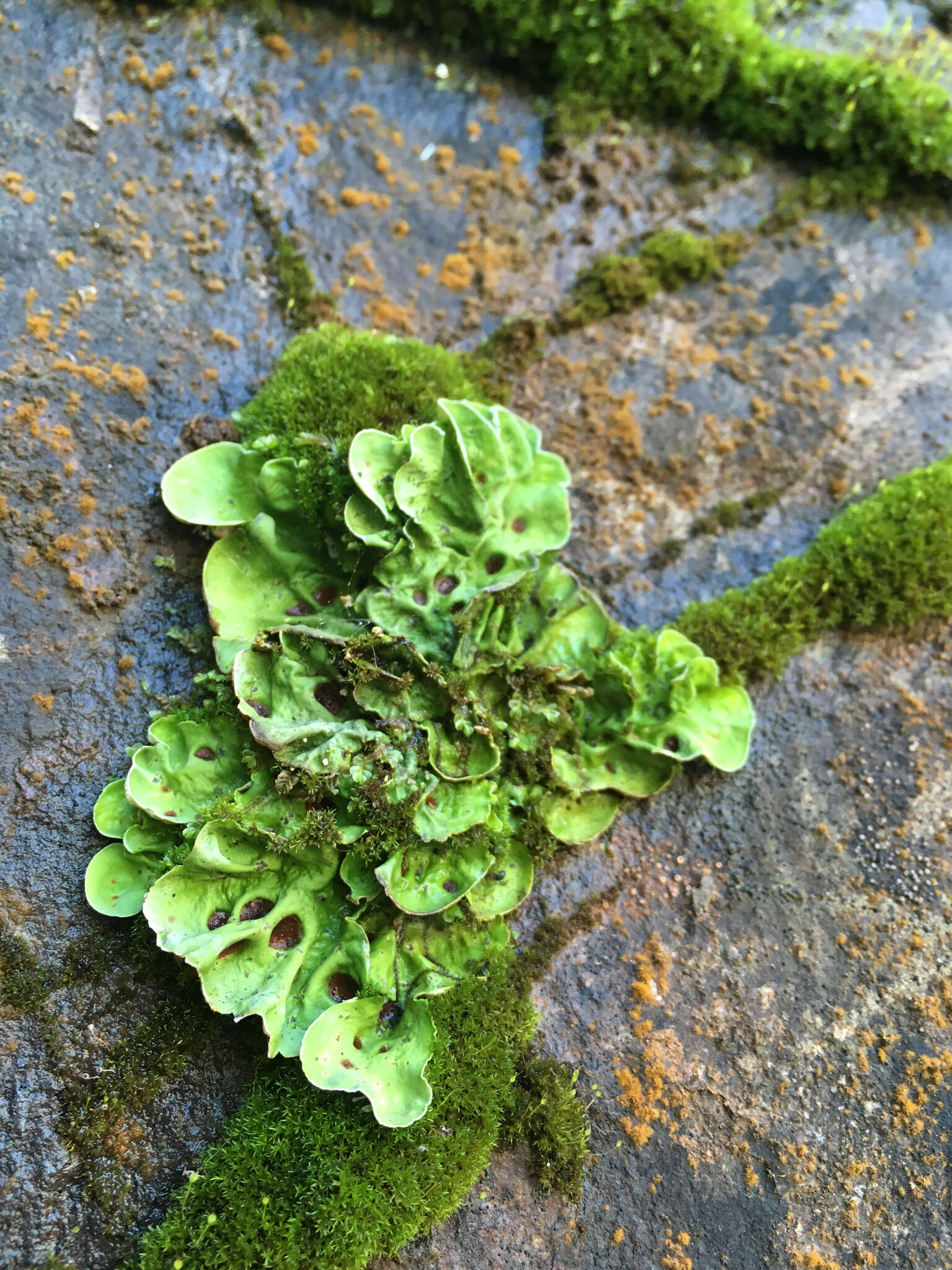 Image of chocolate chip lichen