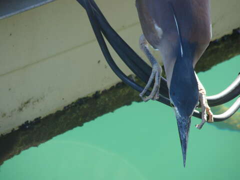 Image of Nycticorax caledonicus caledonicus (Gmelin & JF 1789)