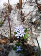 Image of Pentanisia veronicoides (Baker) K. Schum.