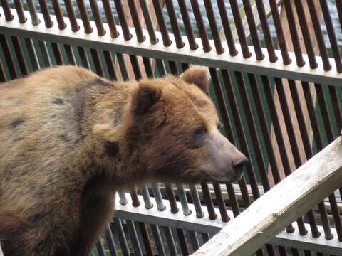 Sivun Ursus arctos sitkensis Merriam 1896 kuva