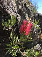 Sivun Callistemon comboynensis Cheel kuva