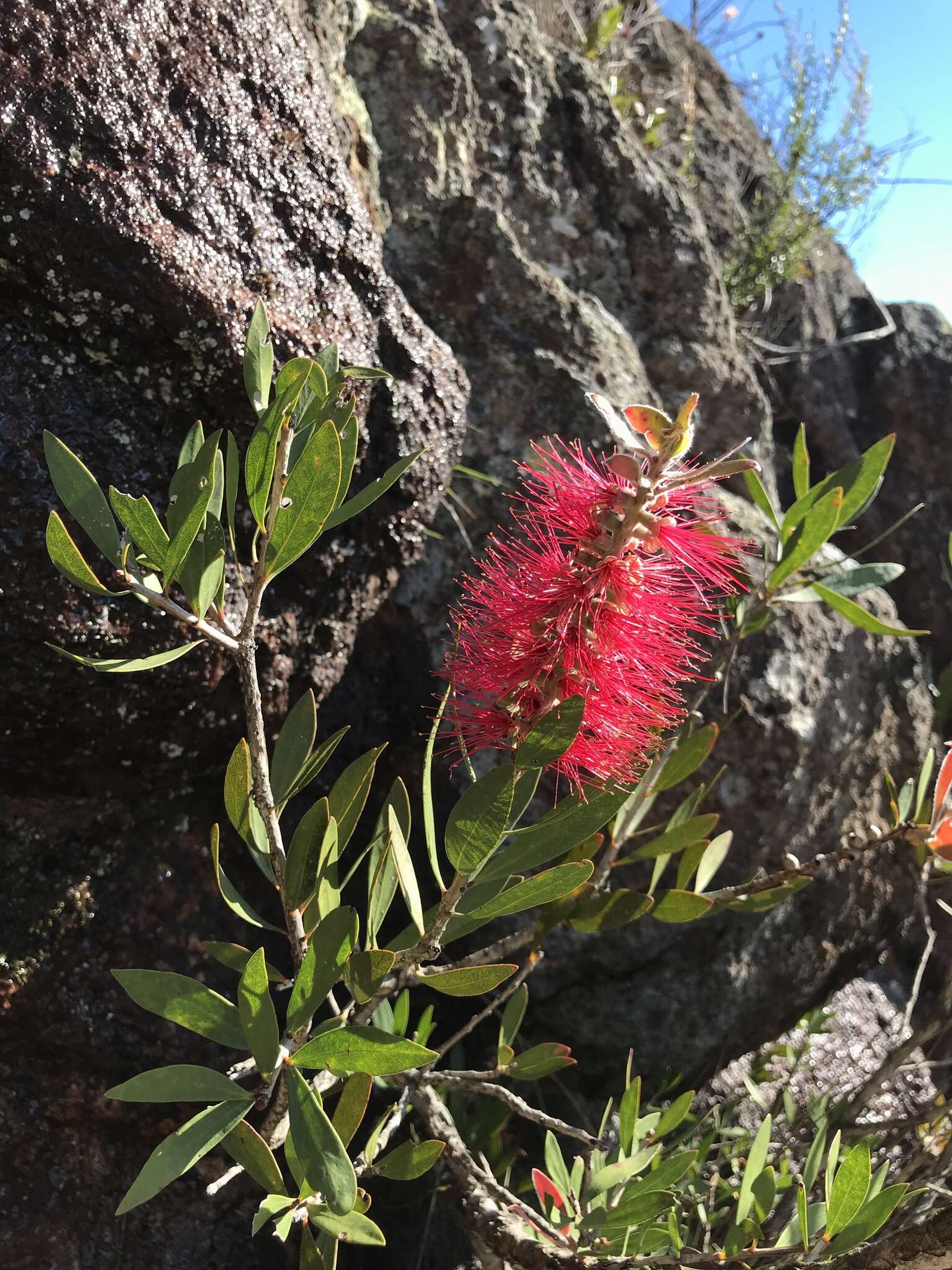 Image of cliff bottlebrush