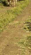 Image of Western Yellow Wagtail