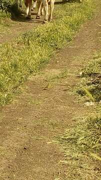 Image of Western Yellow Wagtail