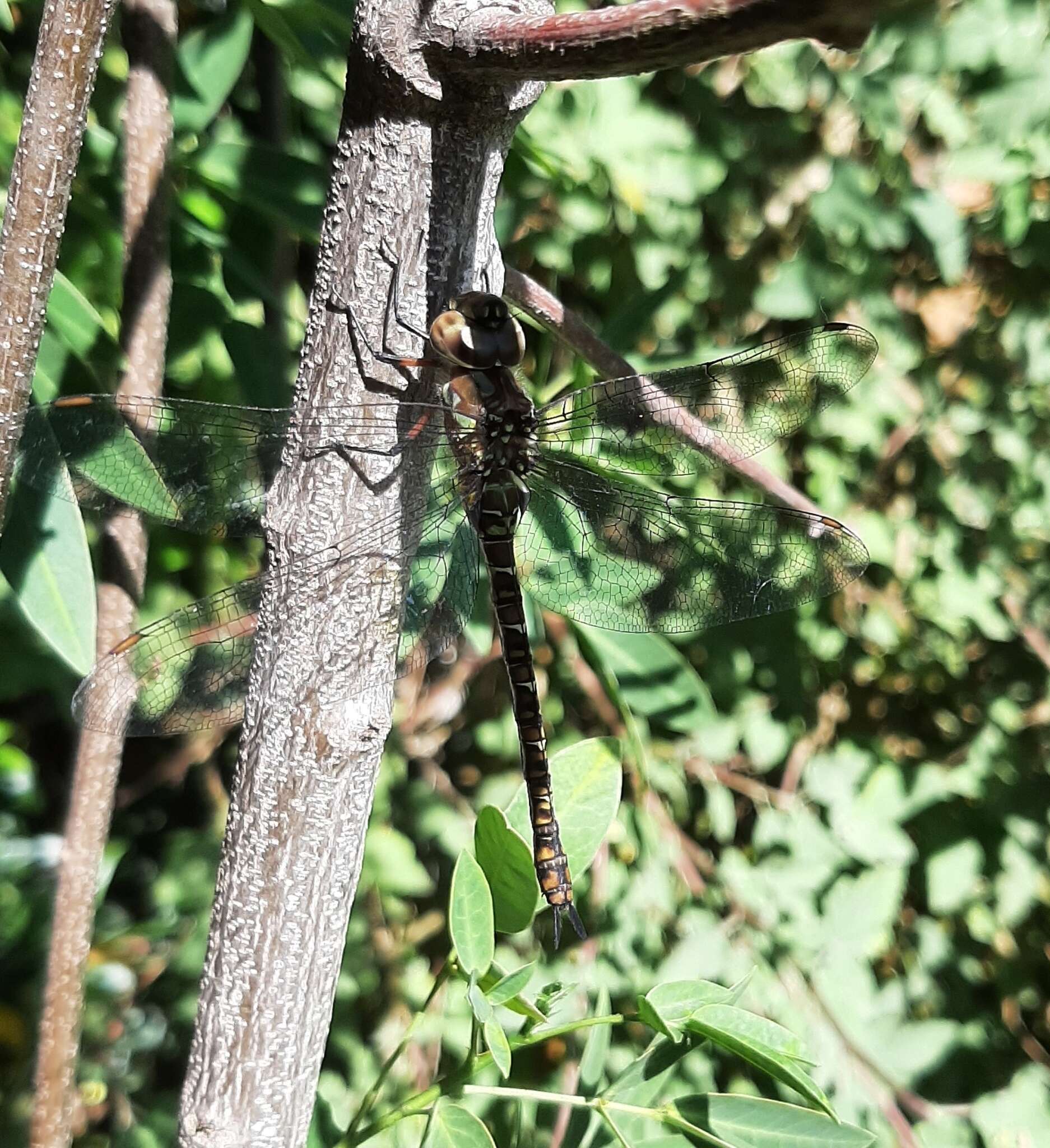 Image of Rhionaeschna planaltica (Calvert 1952)