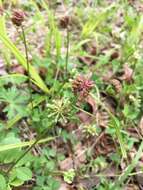 Image of Carolina clover