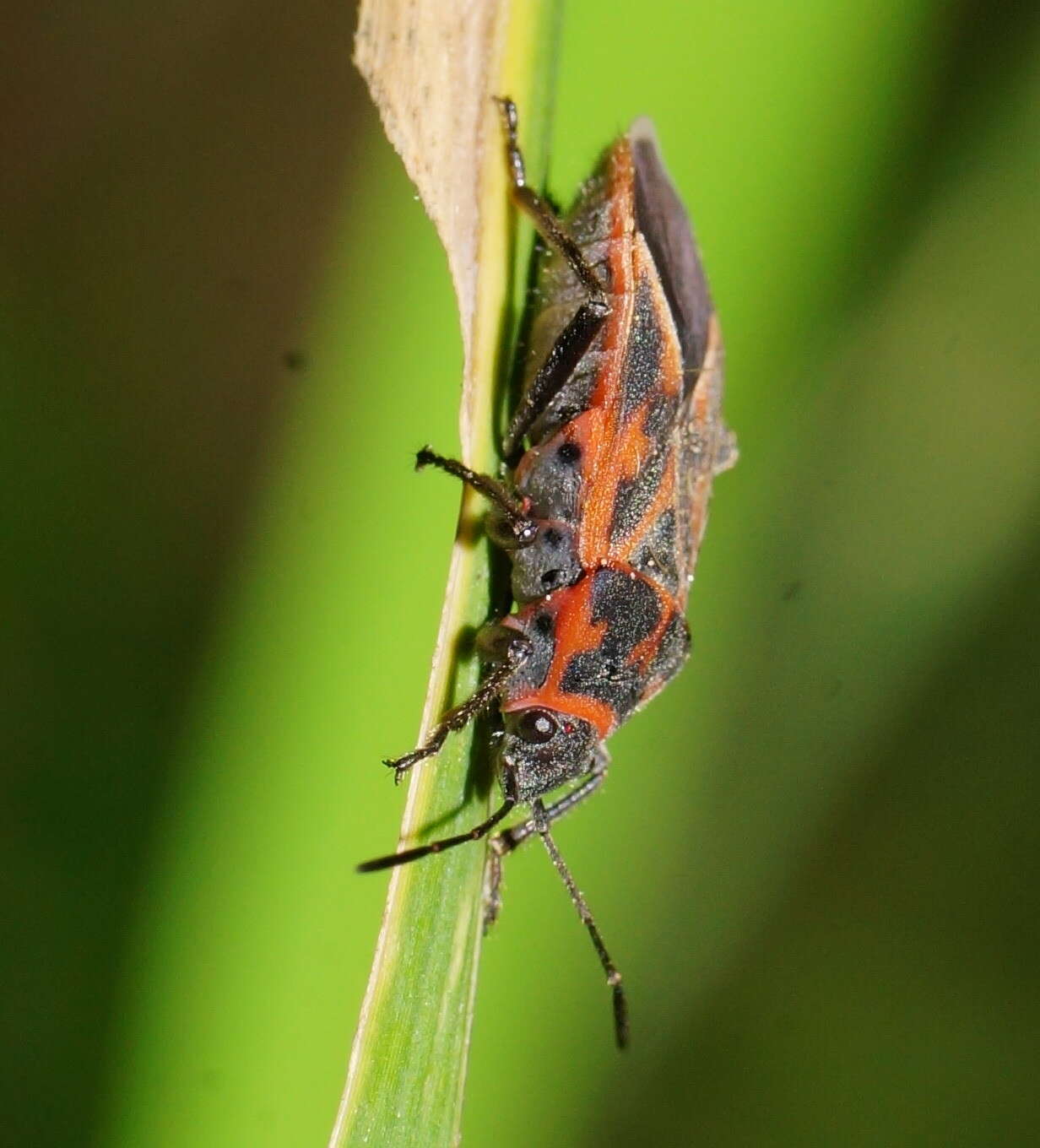 Image of Graptostethus varipictus Slater Alex 1985