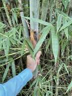 Image of Tropical Blue Bamboo