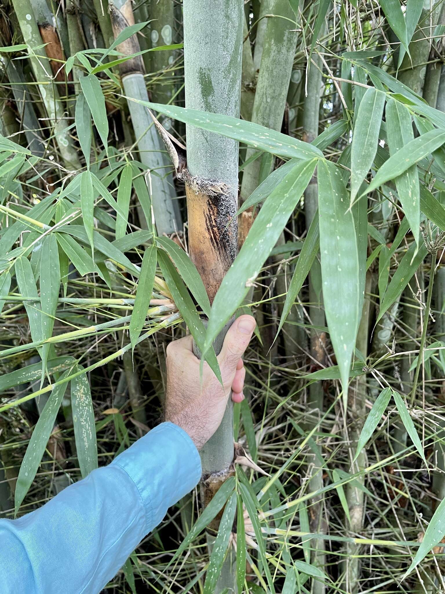 Image of Tropical Blue Bamboo