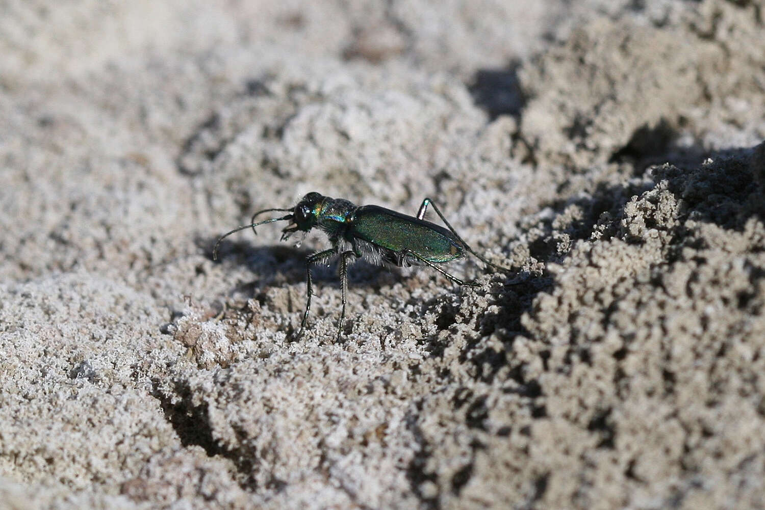 Image of Cicindela (Cicindelidia) amargosae Dahl 1939