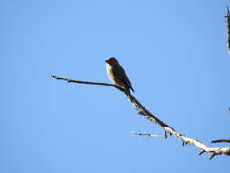 Image of Yemen Linnet