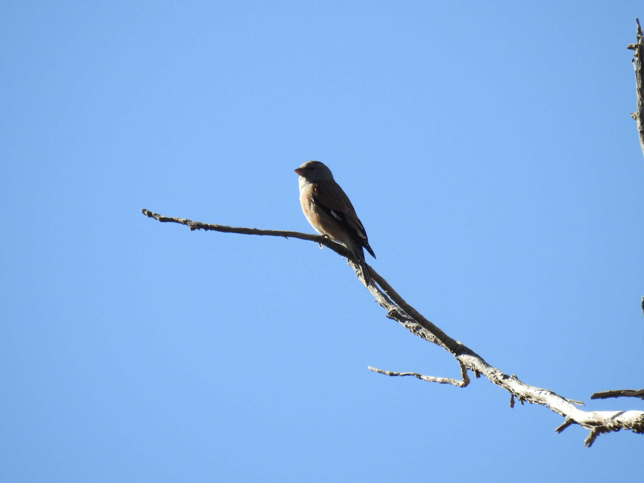 Image of Yemen Linnet