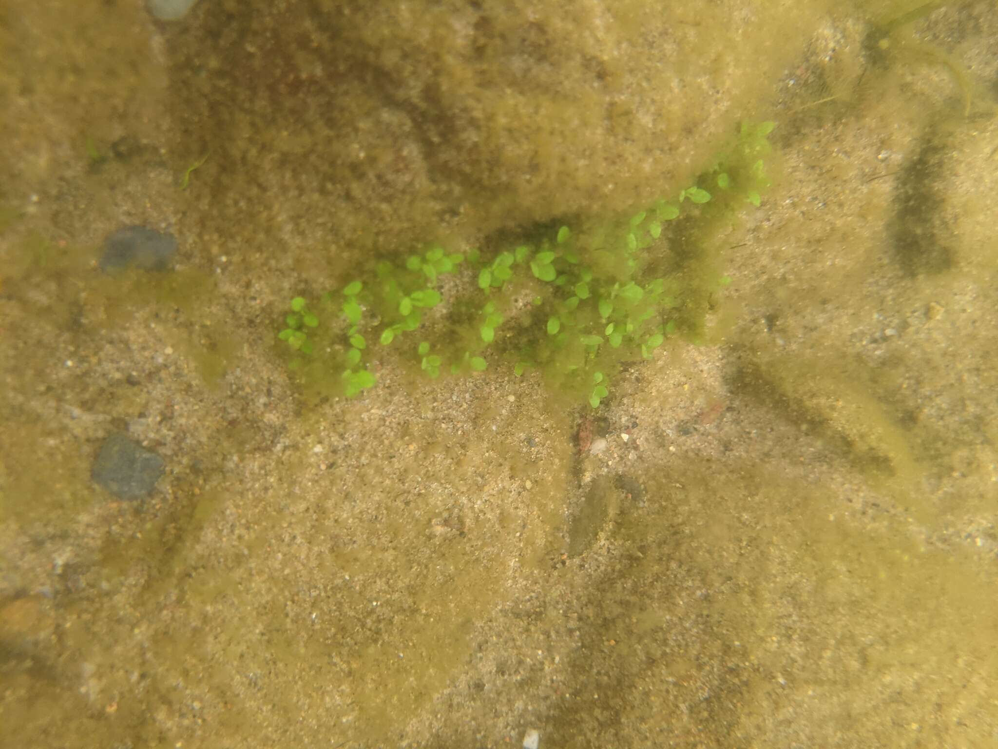 Image of small waterwort