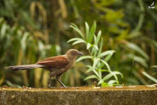 Image of Andaman Coucal