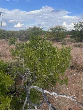 Image of Narrow-leaved mustard tree