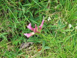 Image of alpine clover