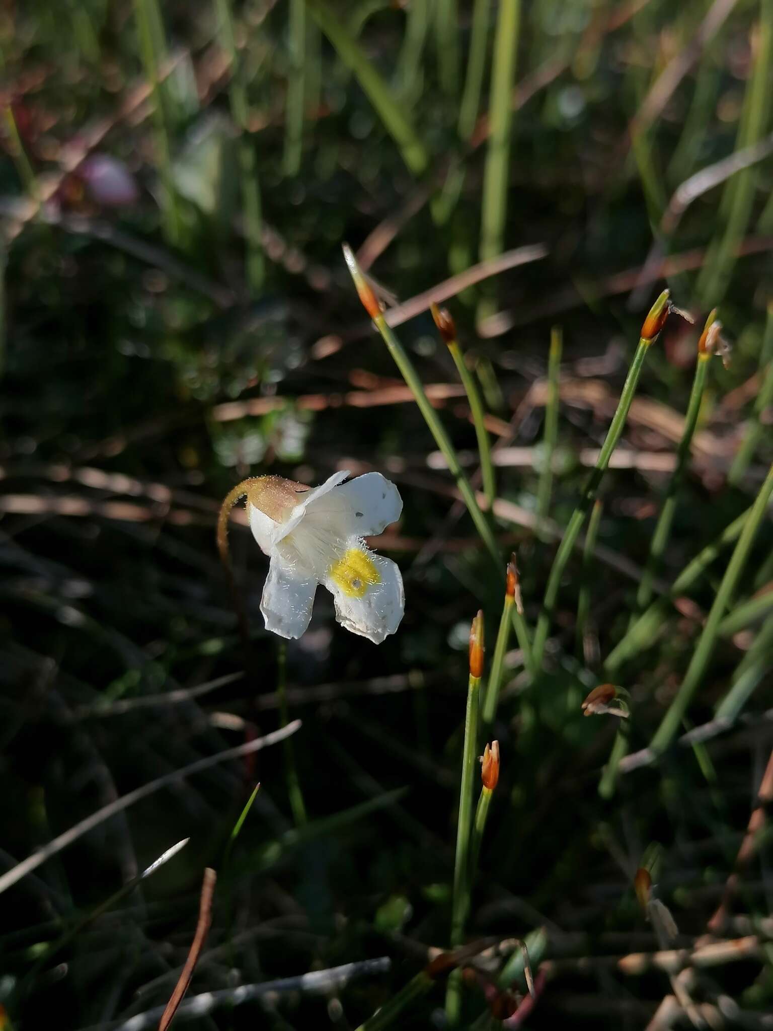 Image of Pinguicula alpina L.