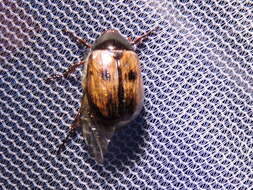 Image of Shining Leaf Chafer