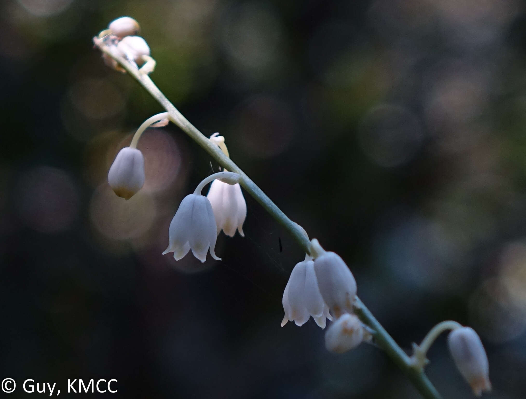 Imagem de Drimia urgineoides (Baker) J. C. Manning & Goldblatt