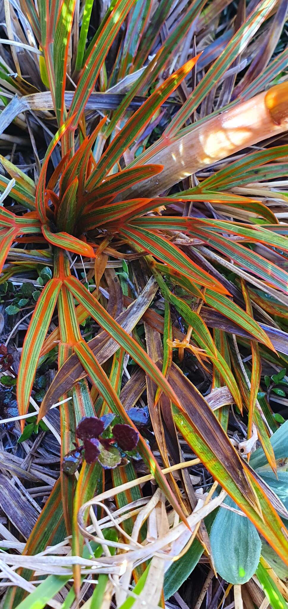 Image of Aciphylla crenulata Armst.