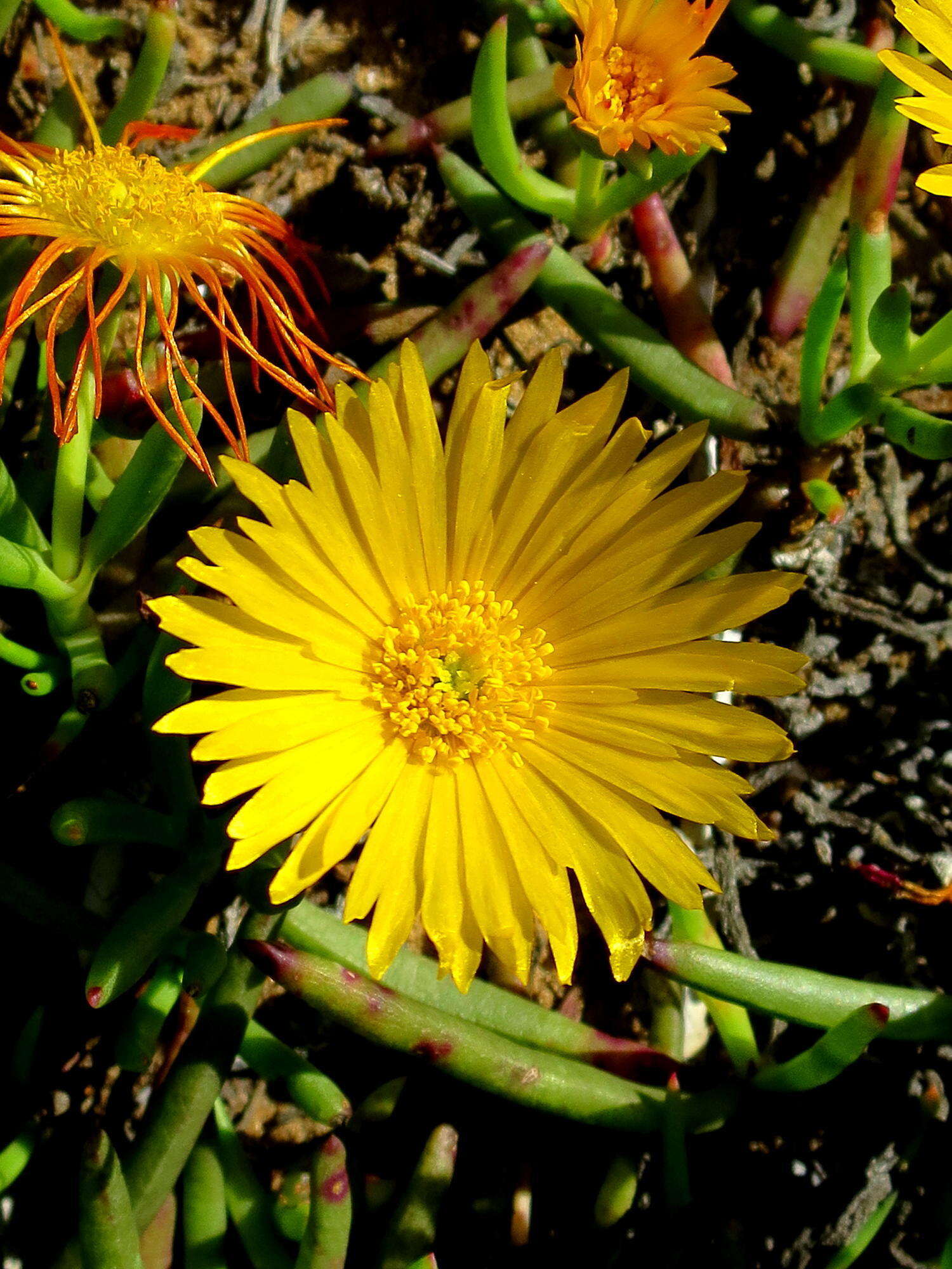 Image of Jordaaniella maritima (L. Bol.) van Jaarsv.