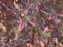 Image of Prostanthera grylloana F. Muell.