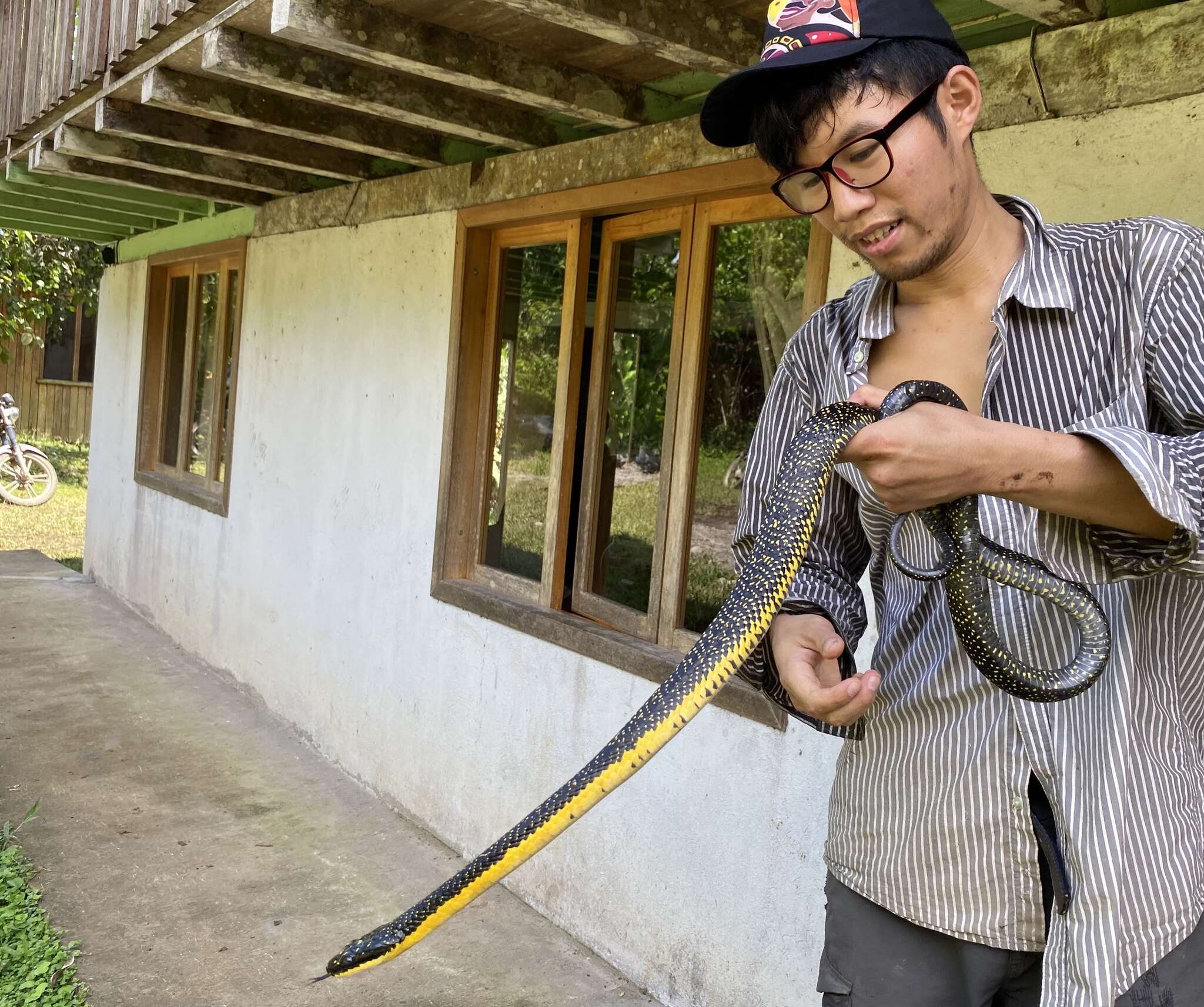 Image of Shropshire's Puffing Snake