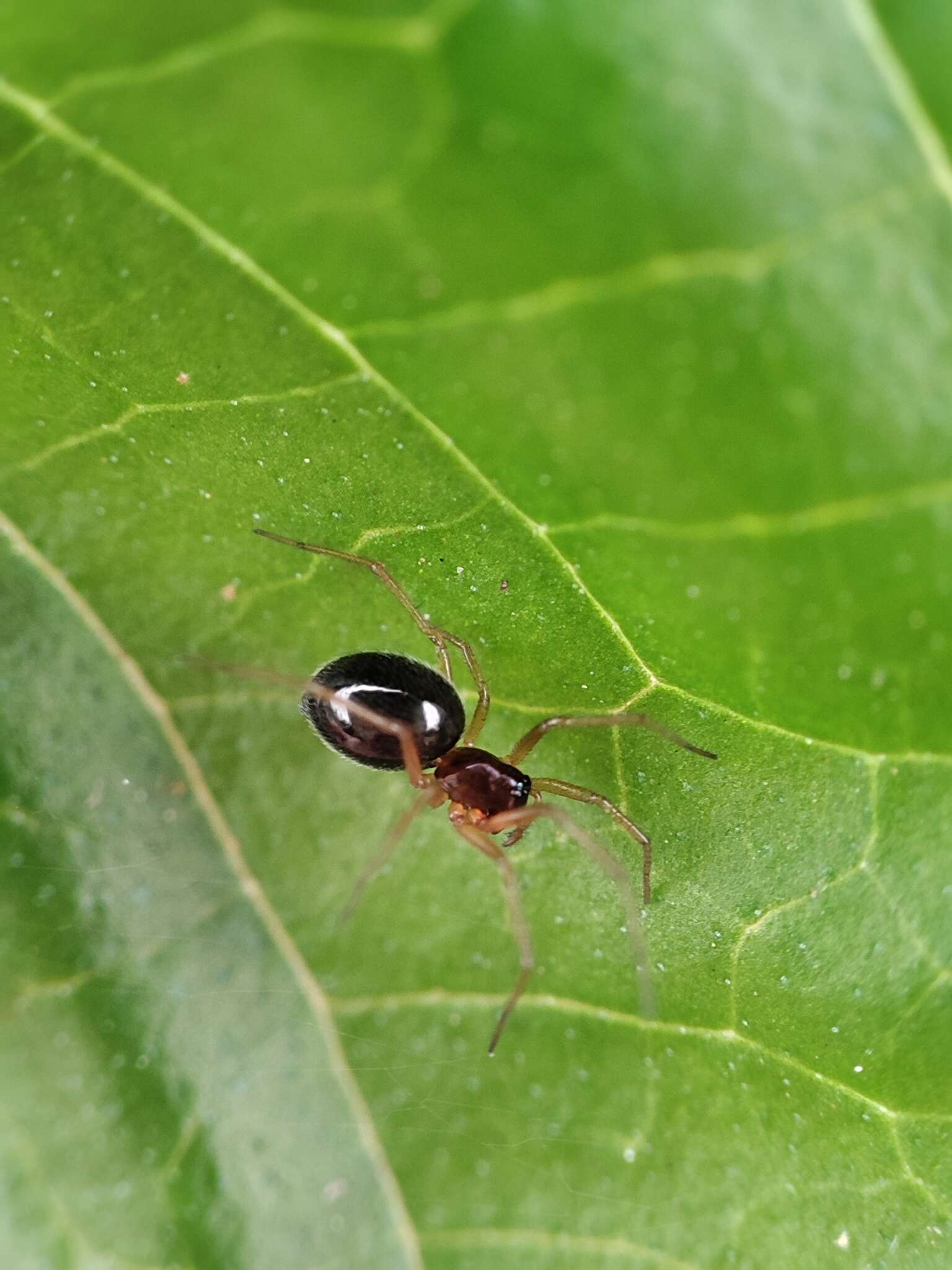 Image of Hylyphantes graminicola (Sundevall 1830)