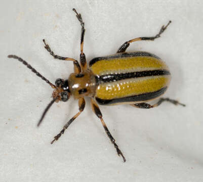 Image of Three-lined Lema Beetle