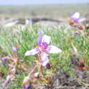 Erodium beketowii Schmalh. resmi