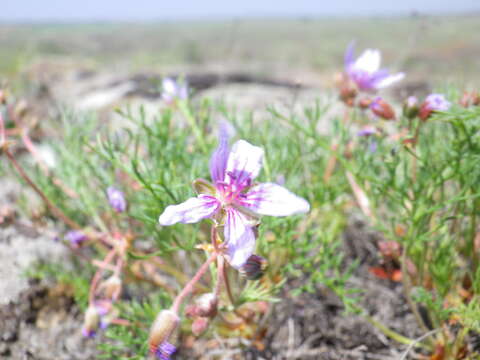 Image of Erodium beketowii Schmalh.