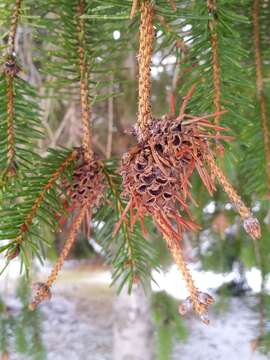 Image of Eastern Spruce Gall Adelgid