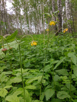 Image of Geum meinshausenii Gams.