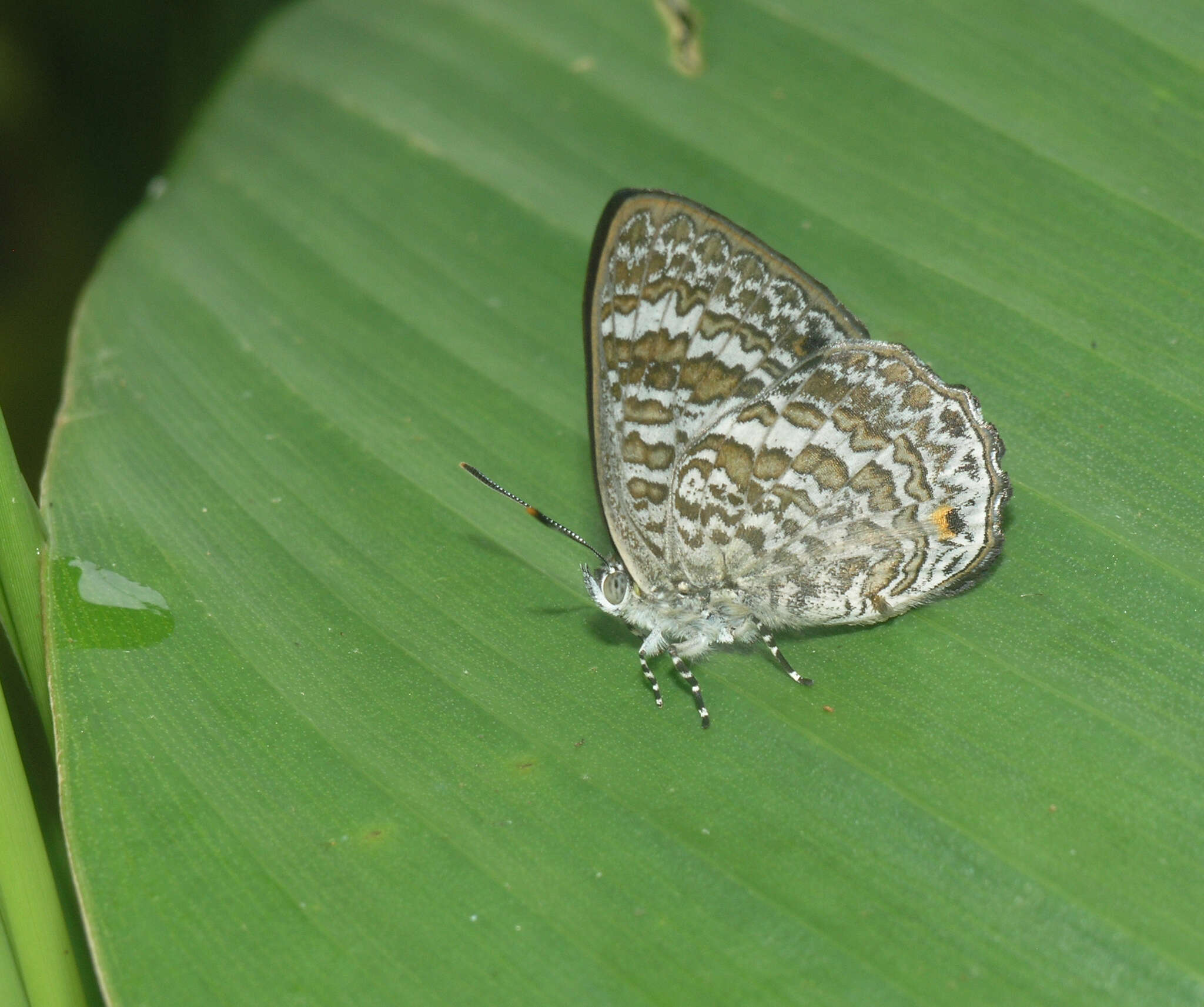 Image of Poritia erycinoides (Felder 1865)