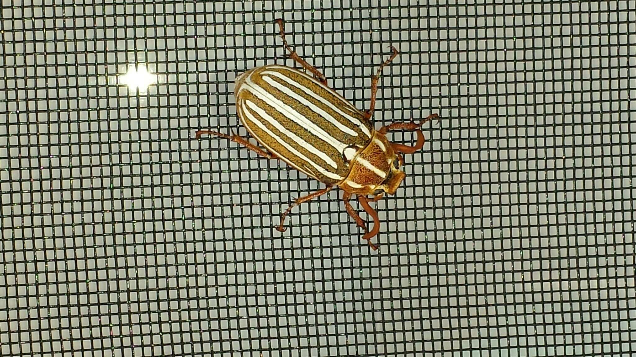 Image of Ten-lined June Beetle