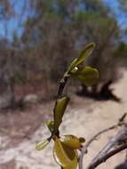 Image of Capurodendron pervillei (Engl.) Aubrév.