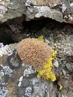 Image of dactylina lichen