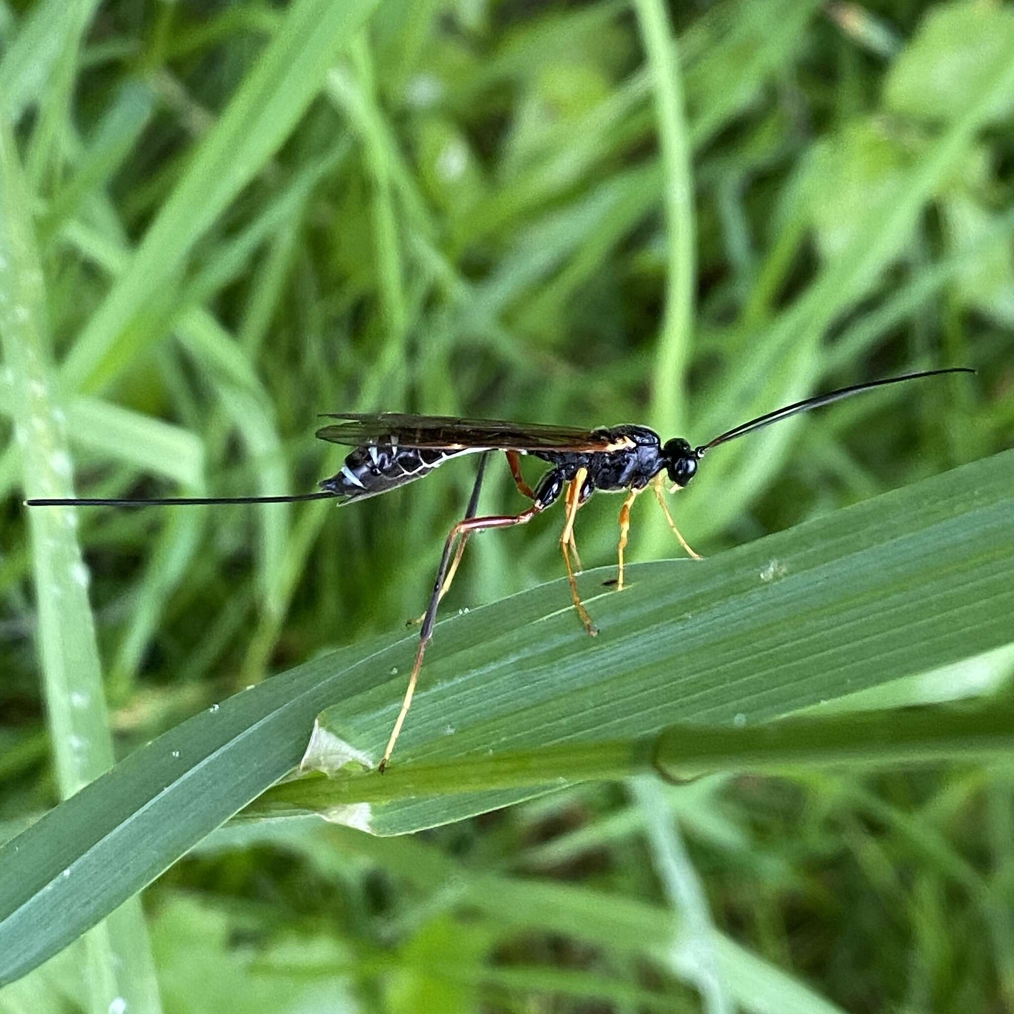 Image of Coleocentrus excitator (Poda 1761)