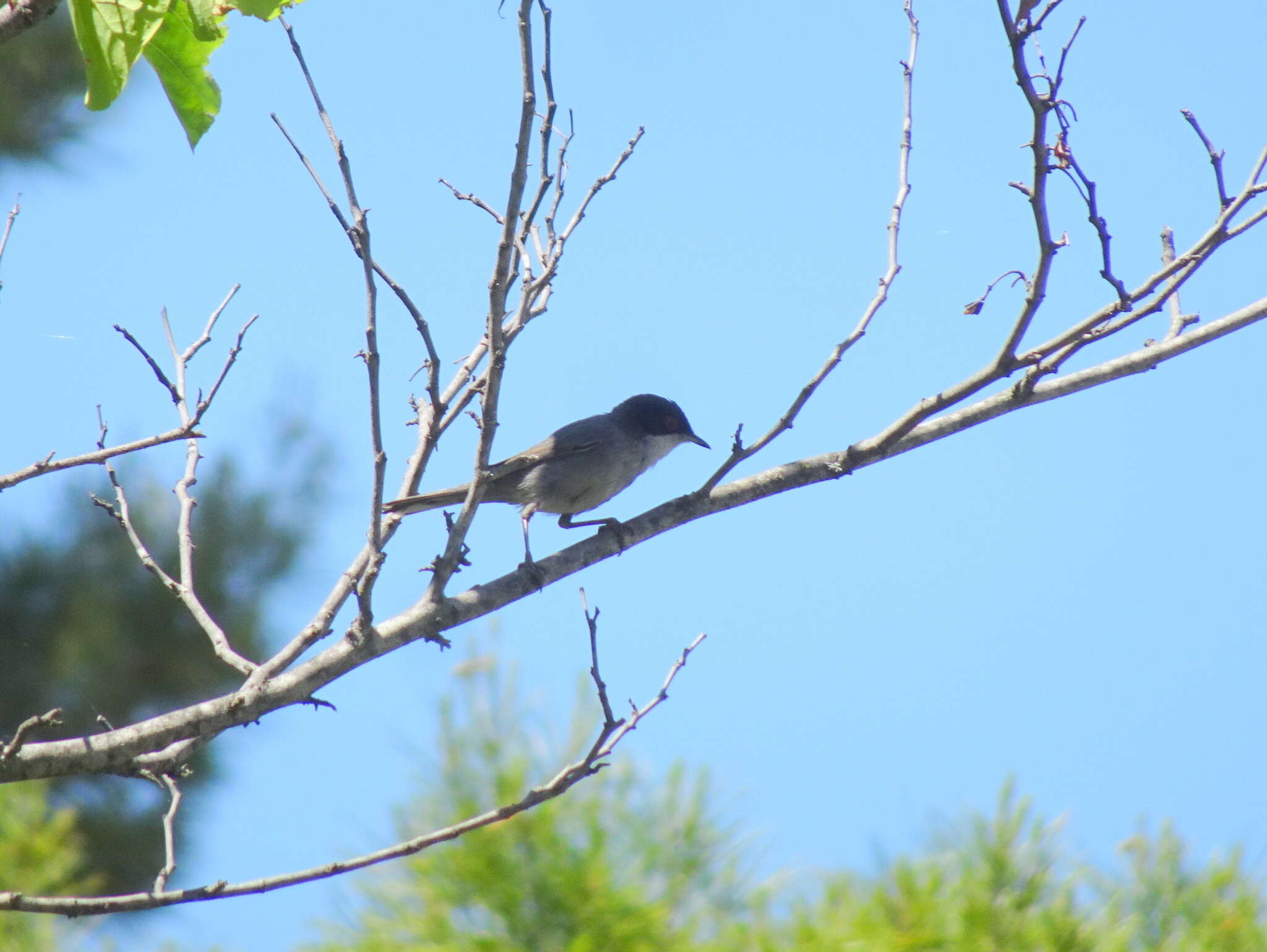 Image de Curruca melanocephala (Gmelin & JF 1789)