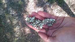 Image of Cladonia foliacea (Huds.) Willd.