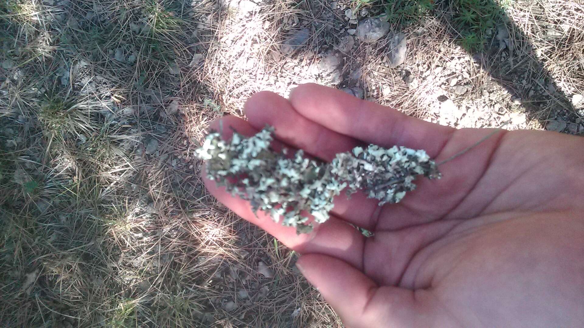 Image of Cladonia foliacea (Huds.) Willd.