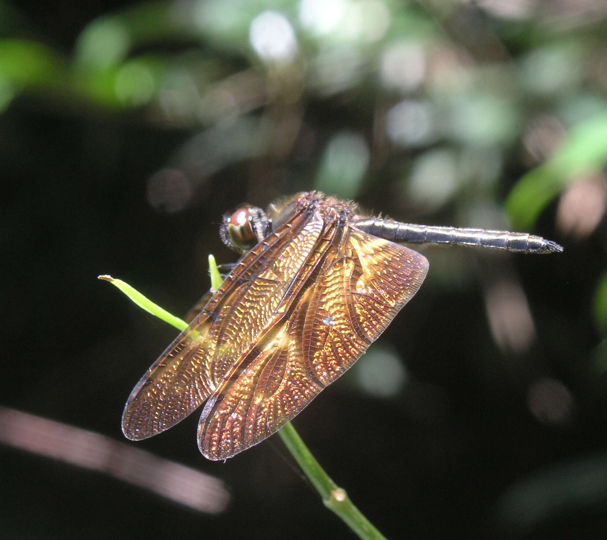 Слика од Rhyothemis obsolescens Kirby 1889