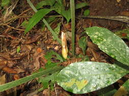 Image of Philodendron mamei André