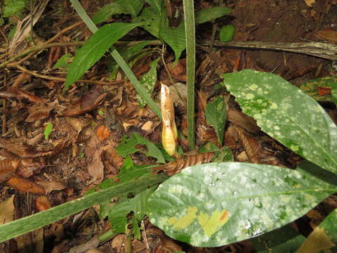 Image of Philodendron mamei André