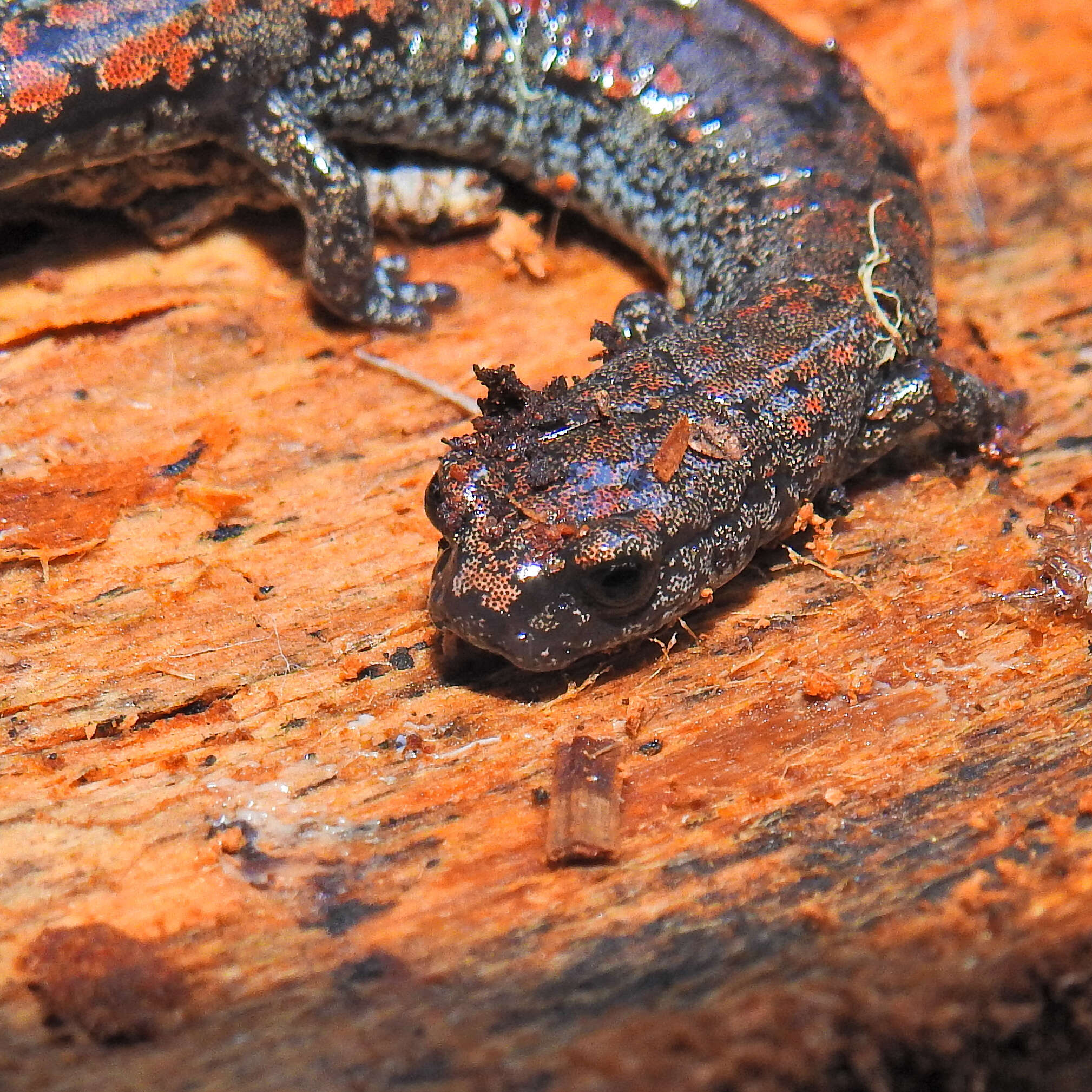 Image of Oregon Slender Salamander